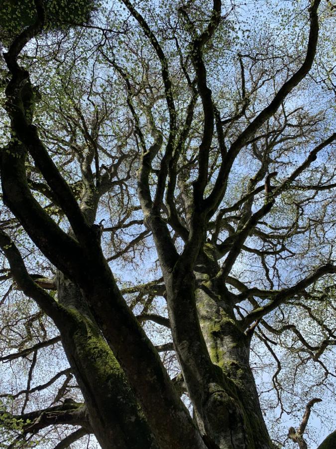 Gite " Oree Des Bois" Vertolaye Zewnętrze zdjęcie
