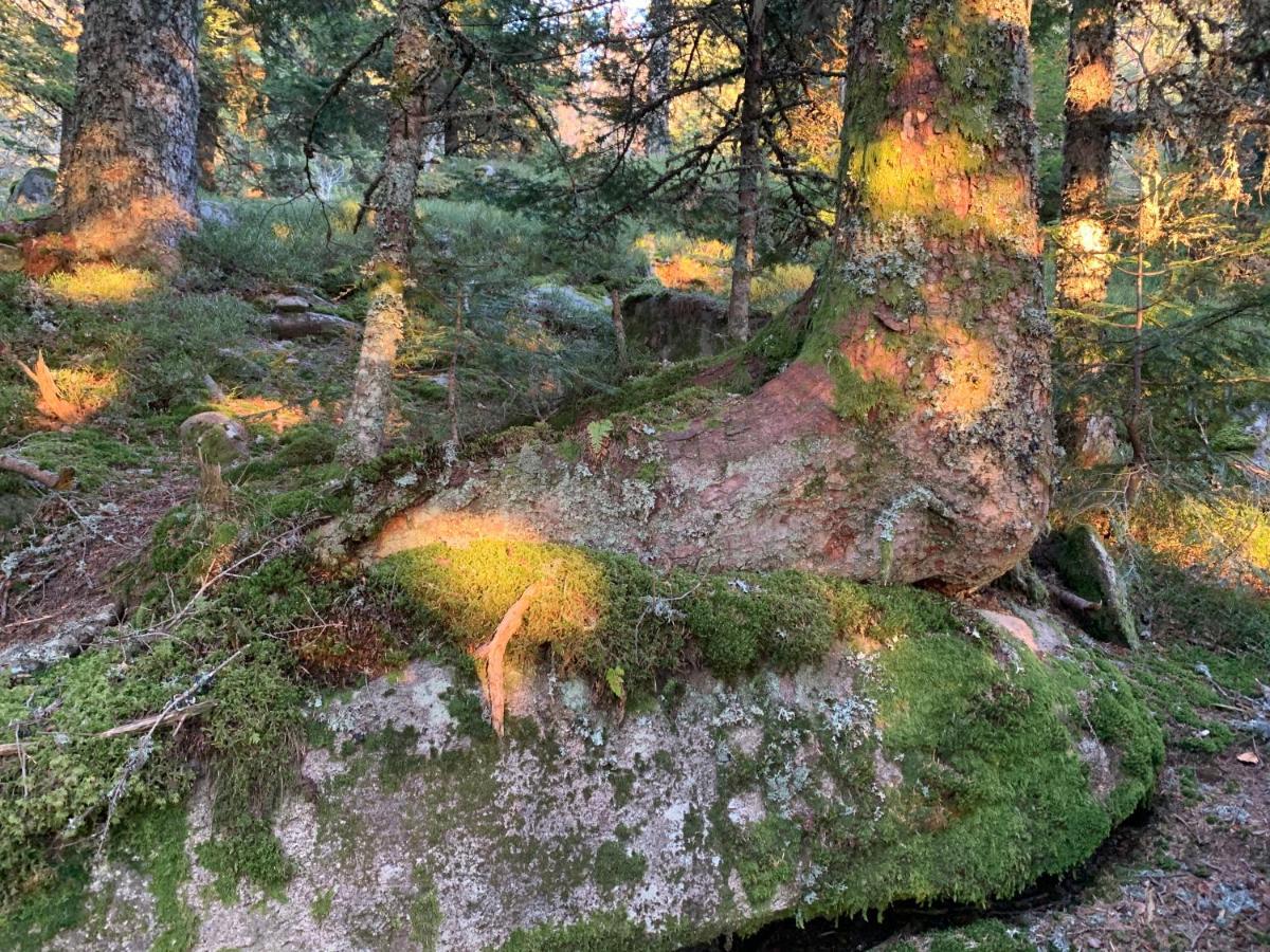 Gite " Oree Des Bois" Vertolaye Zewnętrze zdjęcie