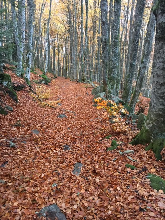 Gite " Oree Des Bois" Vertolaye Zewnętrze zdjęcie