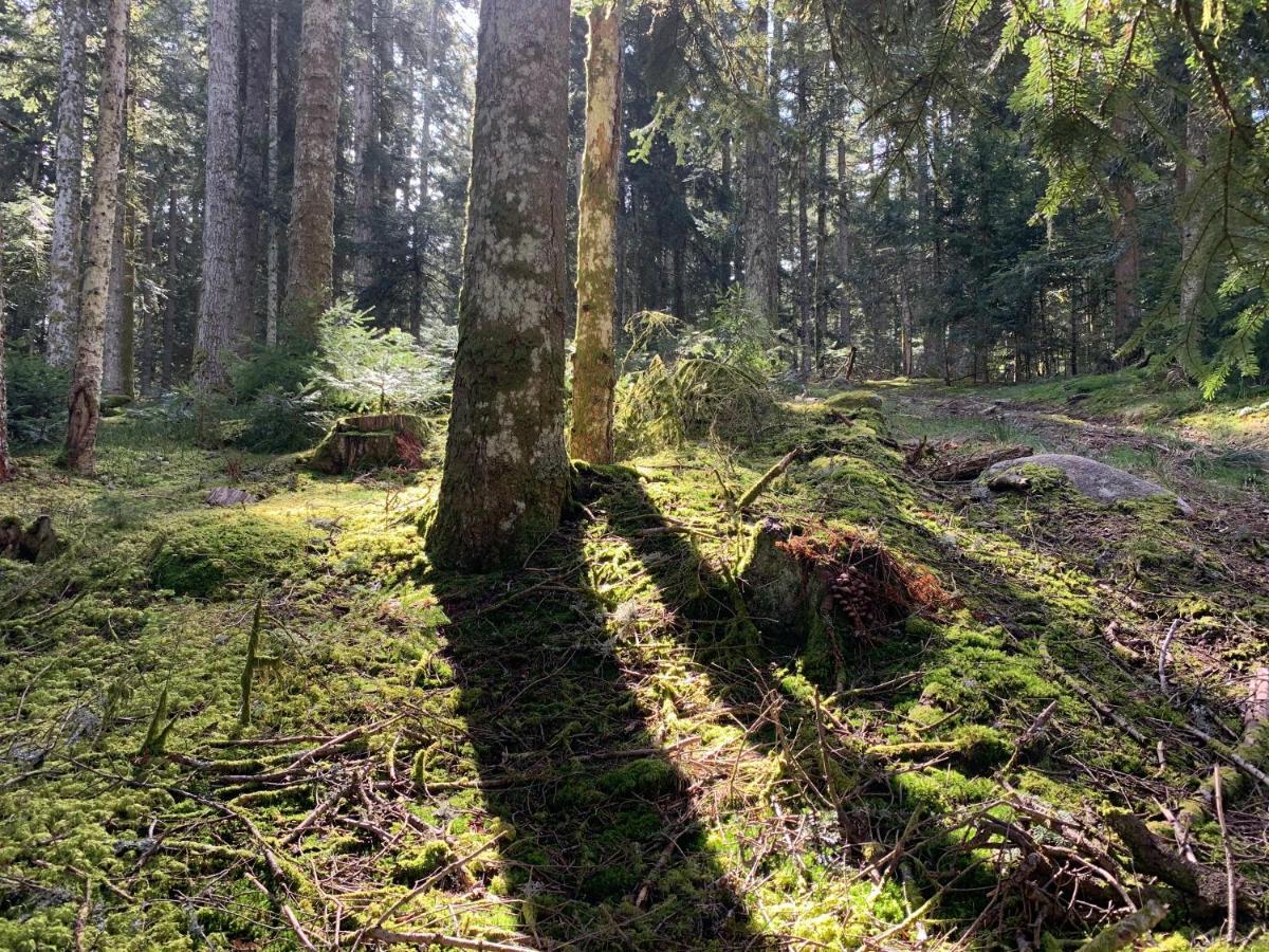 Gite " Oree Des Bois" Vertolaye Zewnętrze zdjęcie