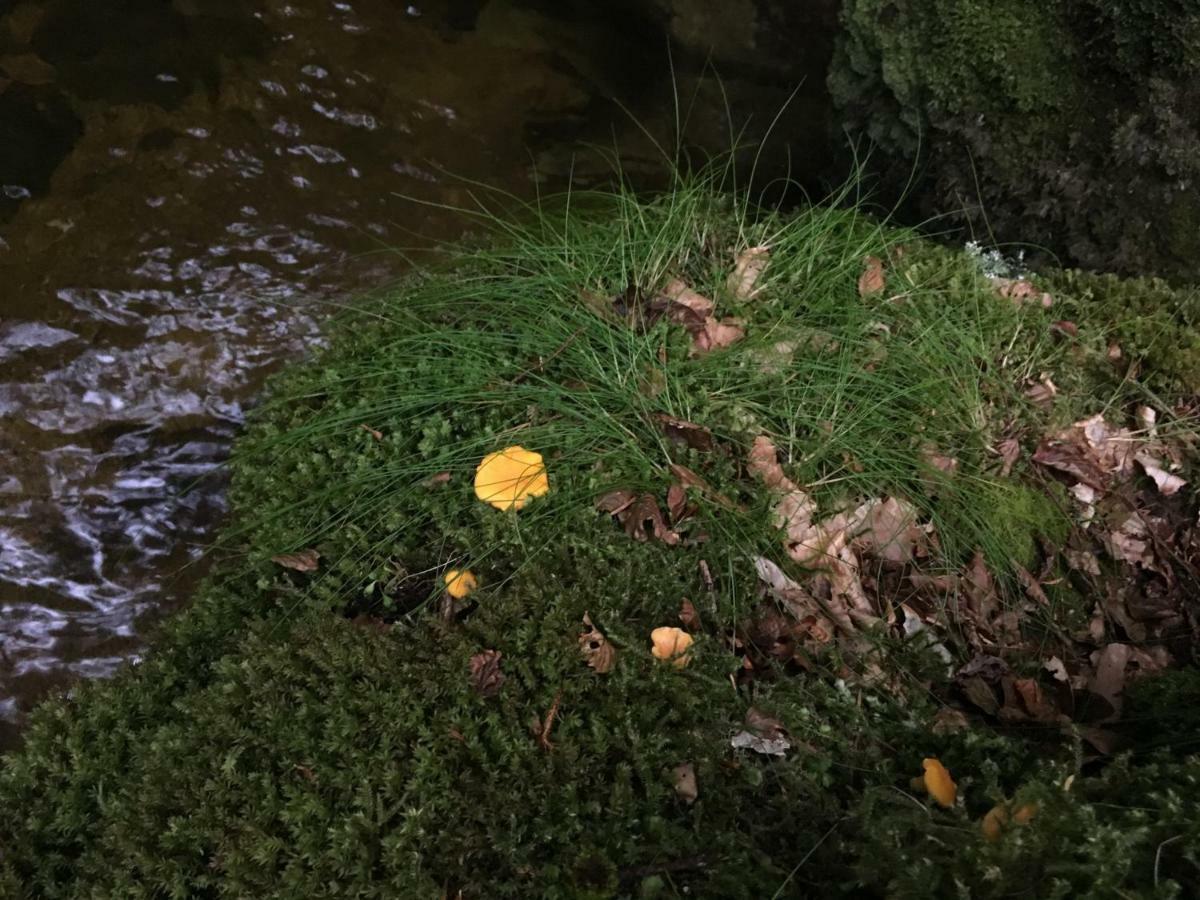 Gite " Oree Des Bois" Vertolaye Zewnętrze zdjęcie